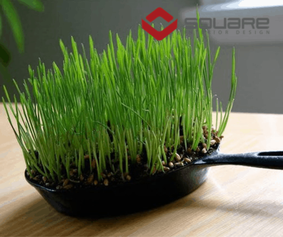 12 ý tưởng trồng cây táo bạo từ những đồ vật bỏ đi